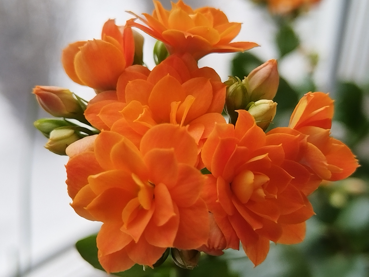 Каланхоэ уже месяц цветет, радуя нас своей красотой.