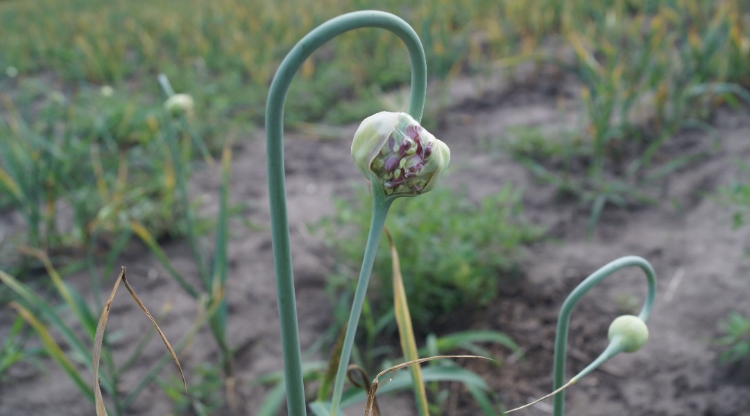 СТРЕЛКА С БУЛЬБОЧКАМИ