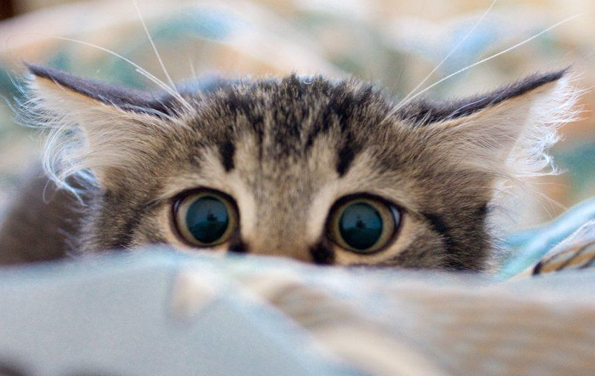 Наши обычные бытовые привычки, которые пугают кошек сильнее, чем кажется