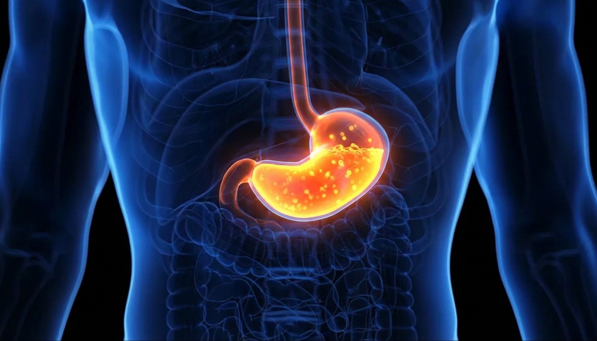    Ферменты и соляная кислота в желудочном соке способны расщеплять не только мясо и грубые корнеплоды, но даже металл.
