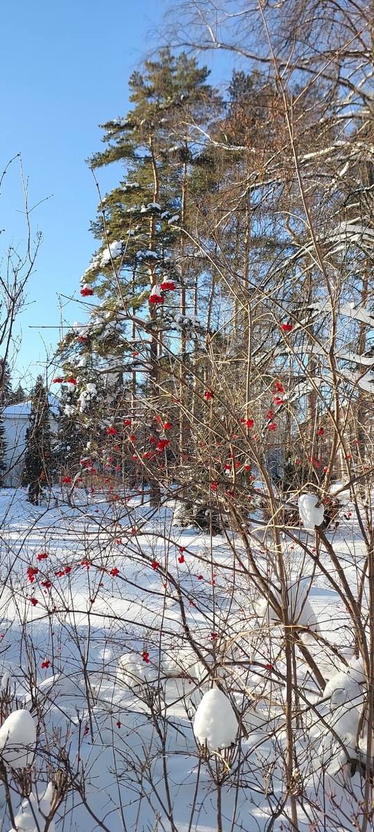 16 января. Парк санатория.