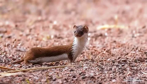 Фото из сторонних источников. Ласка.