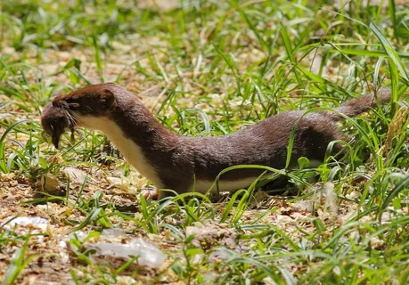 Фото из сторонних источников. Мышиная охота.