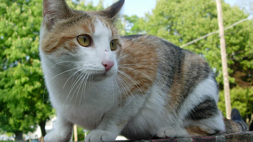 Почему бывшие уличные кошки долго не могут полностью расслабиться дома