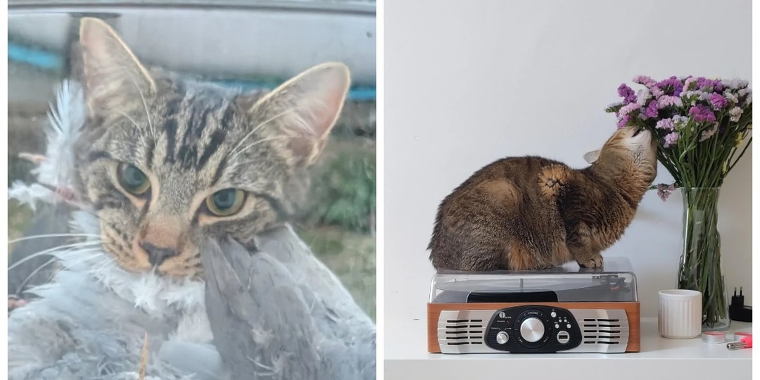 25 вдохновляющих пушистых помощников, которые властвуют в домах и сердцах