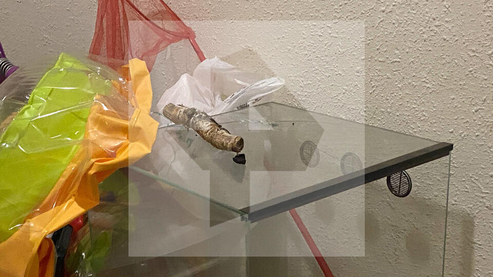     Ядовитая змея укусила девочку в Москве ИЗВЕСТИЯ/Денис Доля