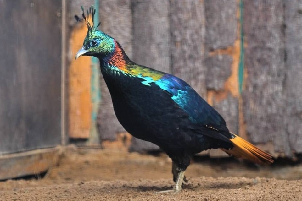    Птички прошли обязательный карантин и теперь готовы знакомиться с посетителями. Фото: Ленинградский зоопарк