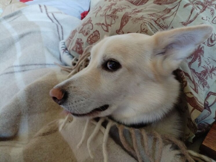     Некоторые собаки могут мерзнуть зимой, однако чересчур кутать их не стоит. фото: архив МК в Великом Новгороде