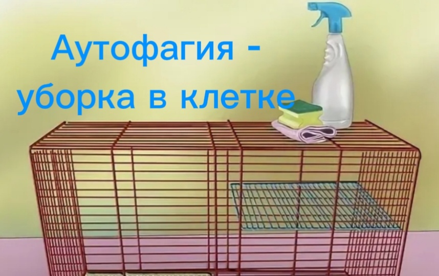 Для продления молодости поддерживайте жизненно важный процесс самообновления на клеточном уровне