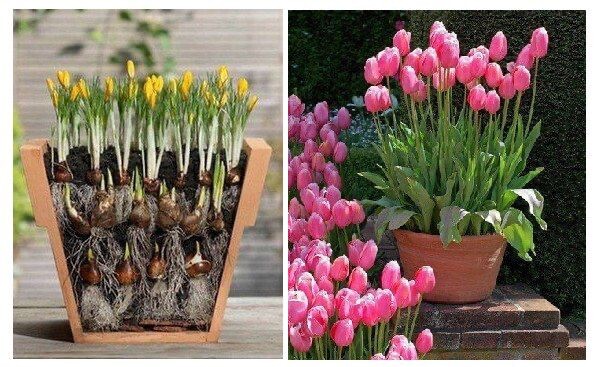 Луковичные