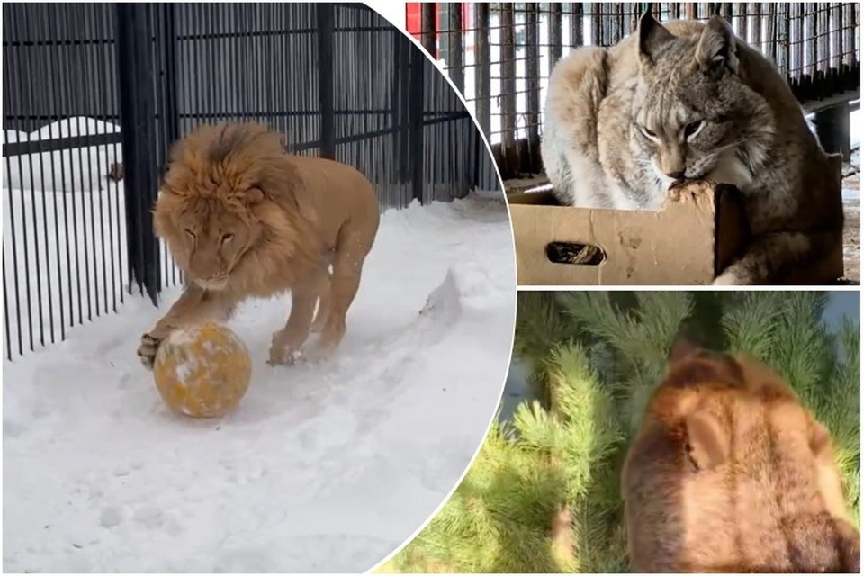    Зимой обитателям Самарского зоопарка скучать некогда.
