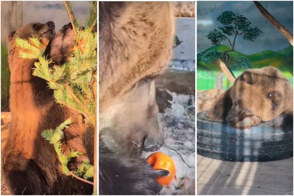   Медведь Умка не только ломает елки, но использует их в роли чесалок и зубных щеток / Фото: Самарский зоопарк