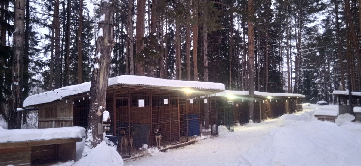 Снега много и на земле и на крышах вольеров 
