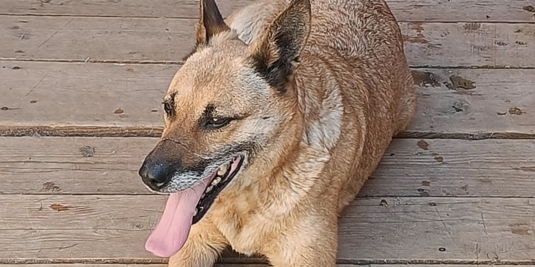 Как можно лечить собаку, которой «нигде нет»?