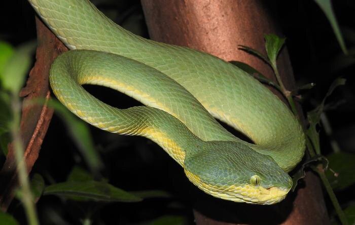 Бамбуковая куфия. Обложка © WIkipedia / Dr. Raju Kasambe