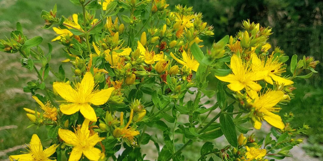 Зверобой: как солнечная трава может поднять настроение и укрепить здоровье. И почему с ней нужно быть осторожнее
