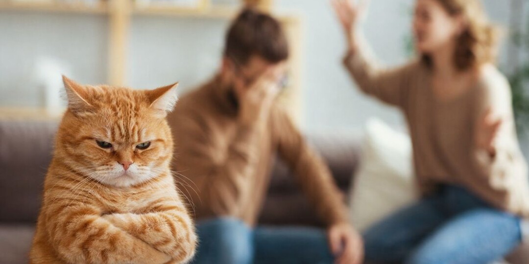 Развод и кот: по документам — имущество, по жизни — член семьи. Кому суд отдаст питомца?