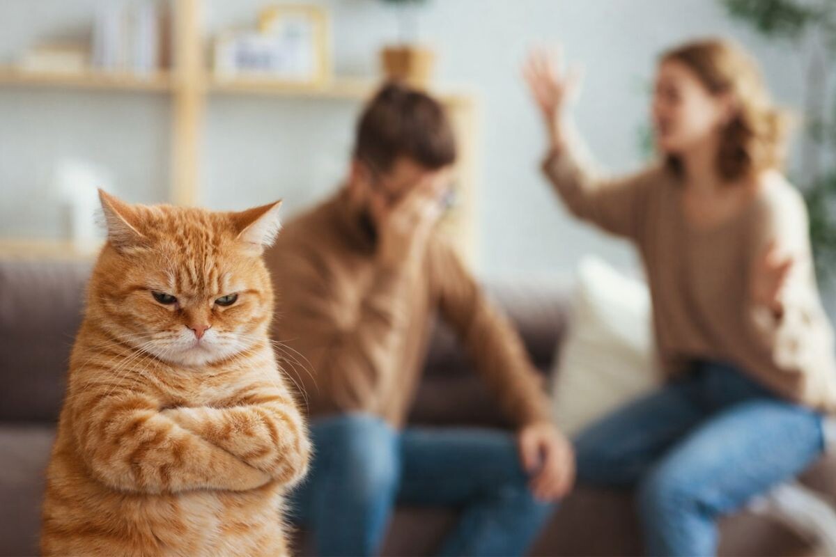 Развод и кот 