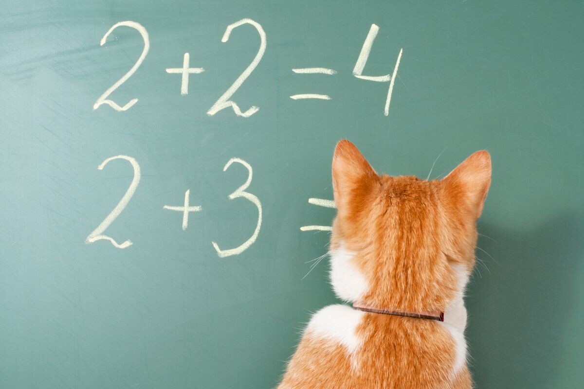 Кот у доски 