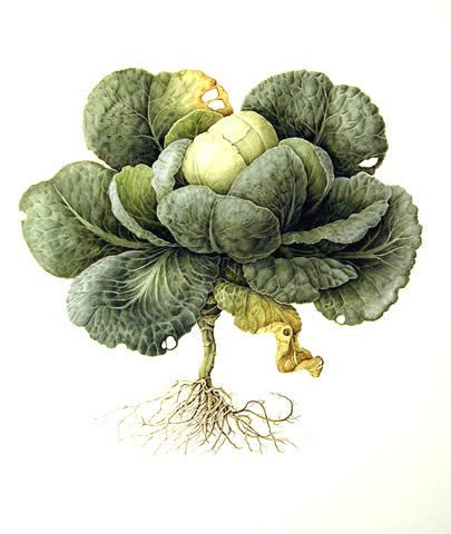 История капусты