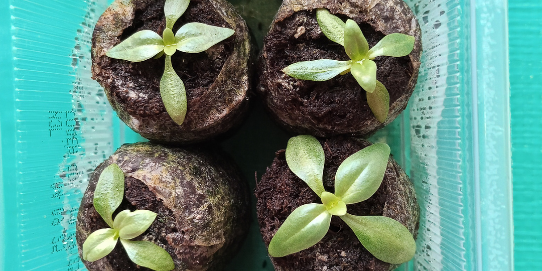 Эустома подрастает. Делаю растительные дела в своей Зеленой комнате