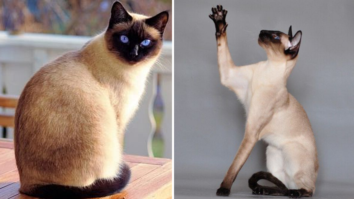 Сиамская кошка: ТОГДА и СЕЙЧАС