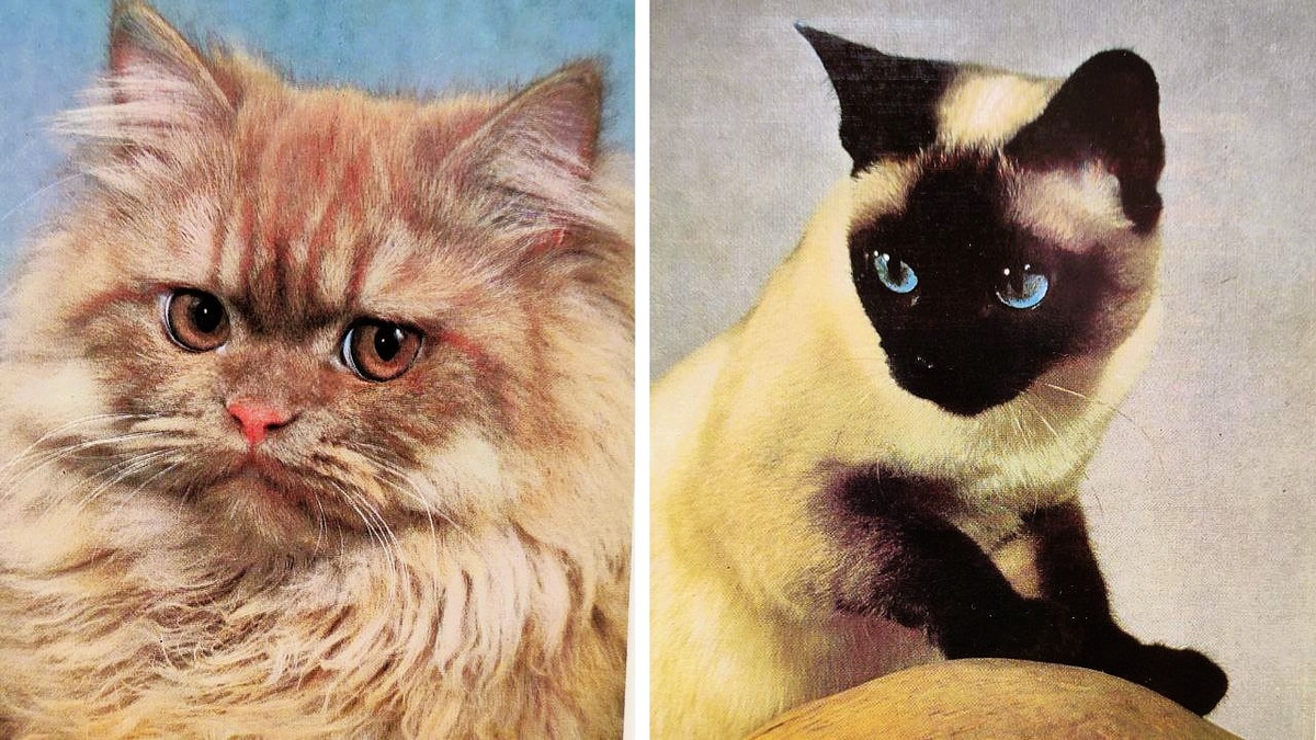 Сможете определить породы этих кошек с видовых открыток 20 века? (правильный ответ в первом комментарии)