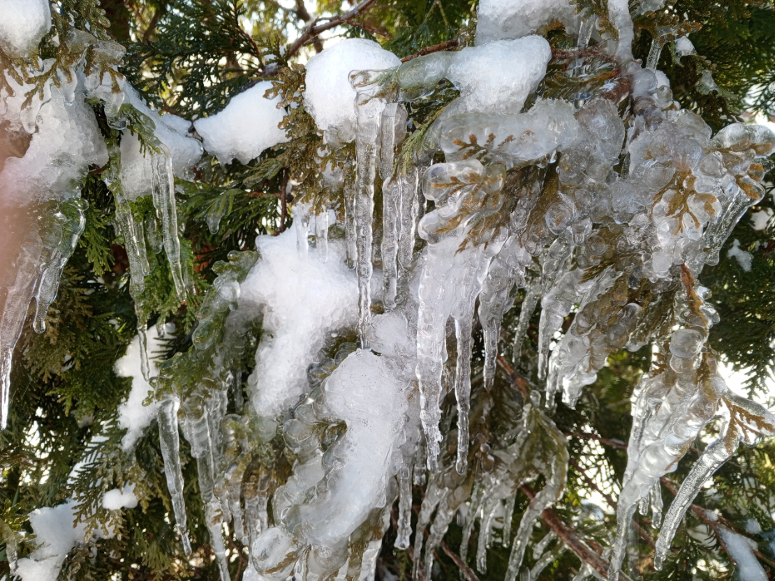 У нас мороз, на фото сосульки на туе под водостоком