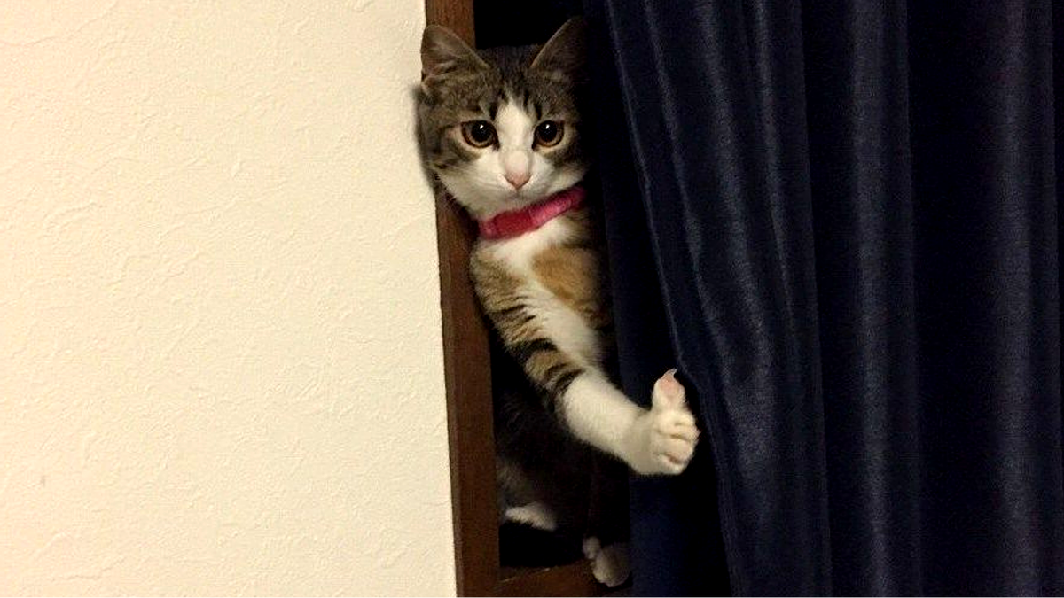 Гость коту не товарищ!