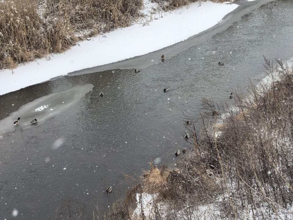    Более 20 уток-крякв насчитали луганские школьники на всероссийской акции «Серая шейка». Фото: Минприроды ЛНР