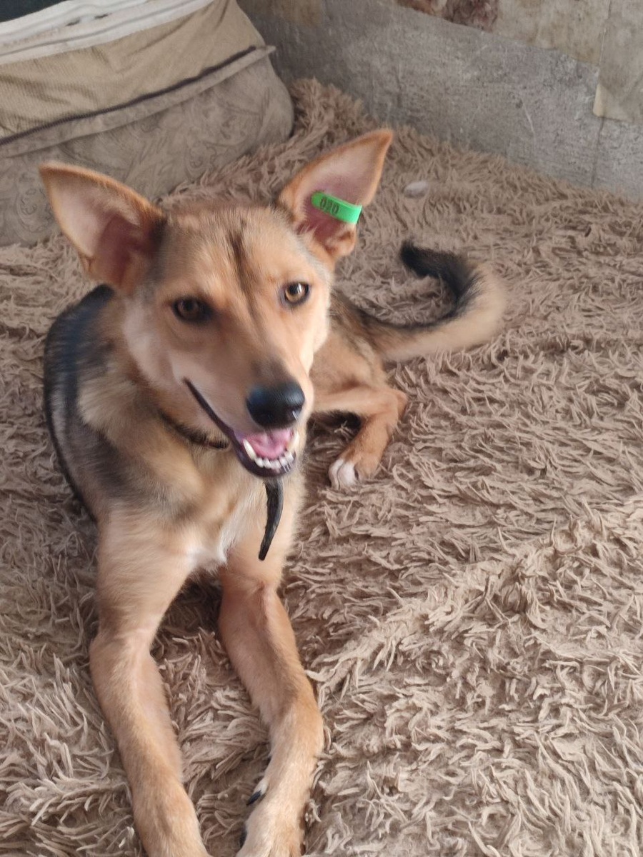 Это про меня рассказывают. Белка это я.