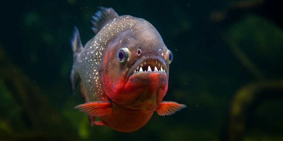 Загадочные обитатели Амазонки: Пираньи