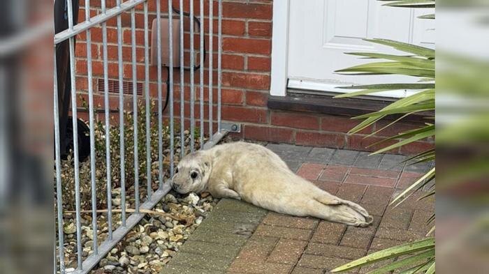 Почтальон наткнулся на голодного тюлененка посреди улицы. Обложка © Х / The Telegraph
