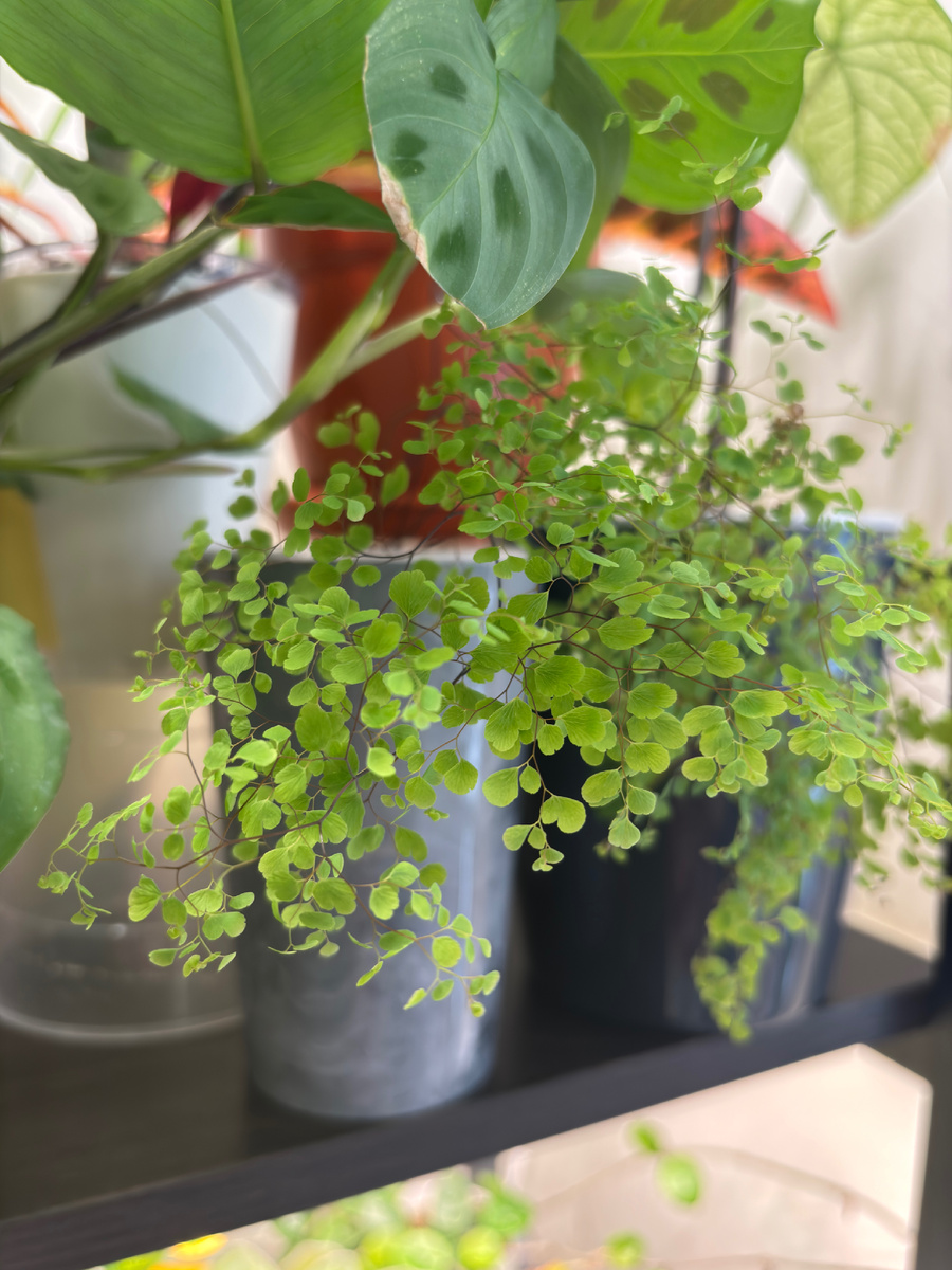 Адиантум грациллум