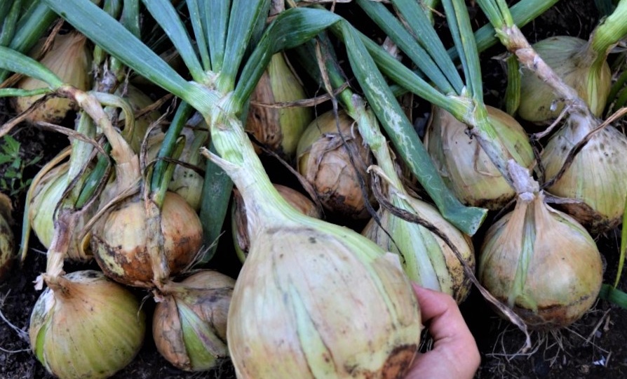 Когда сеять лук Эксибишен на рассаду: от семян до мощной луковицы