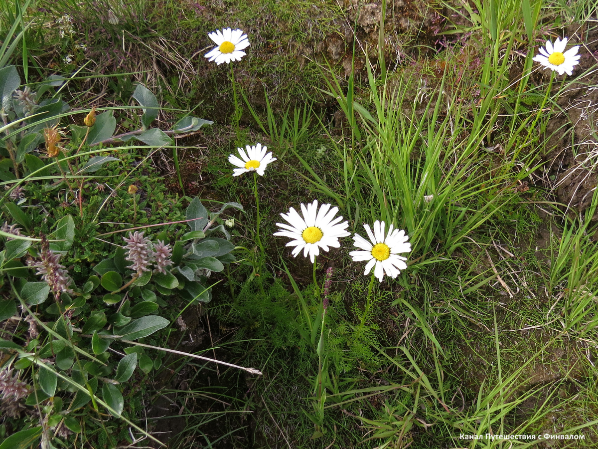 Здесь "ромашки" (трехреберник Гукера) выше ив!