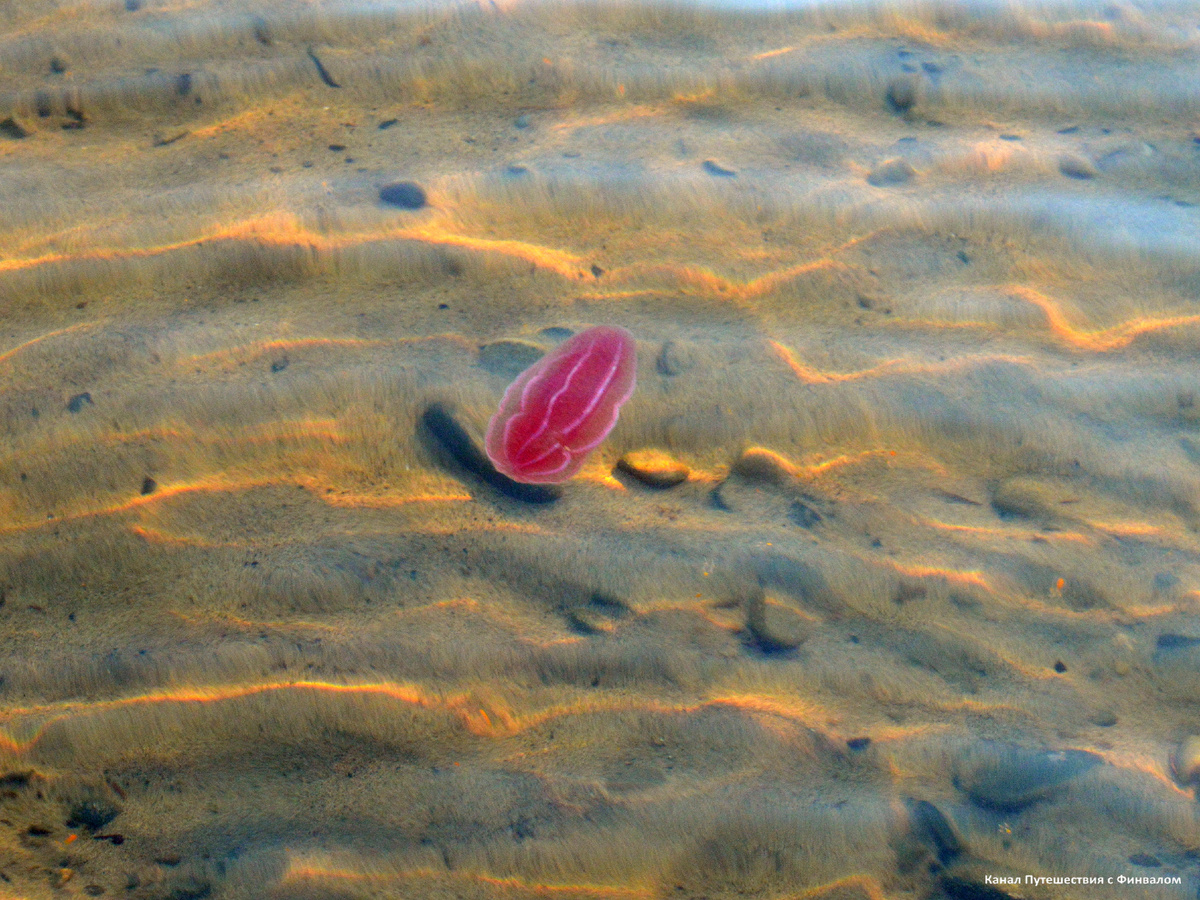 Гребневик заплыл на мель поохотиться.