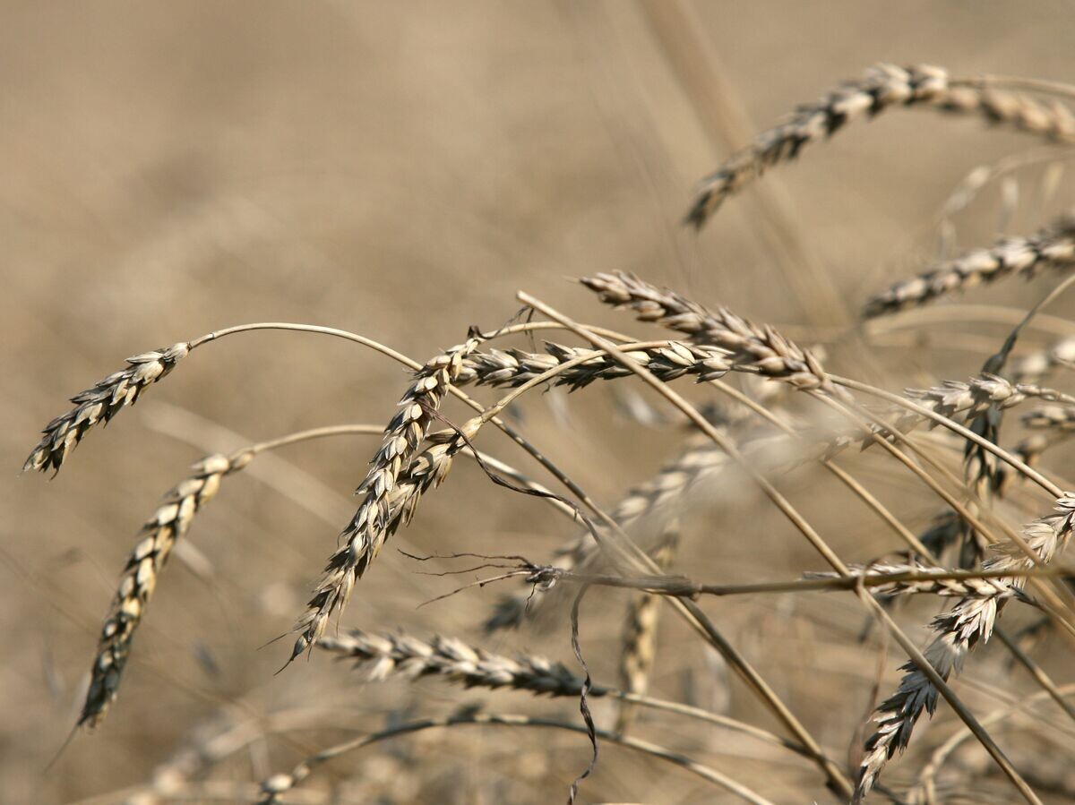    Пшеница© РИА Новости . Валерий Титиевский
