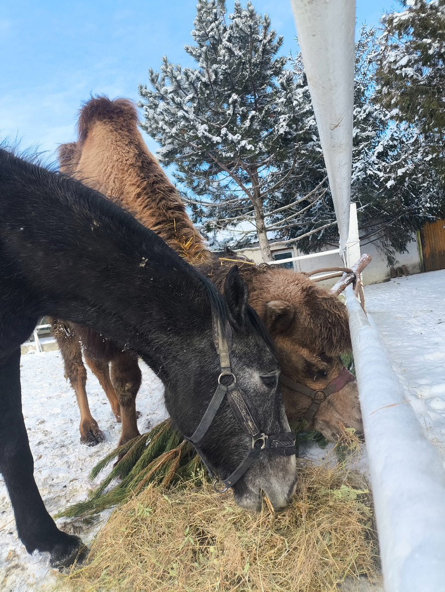 Азарин и Пальмира спокойно кушают вместе. 