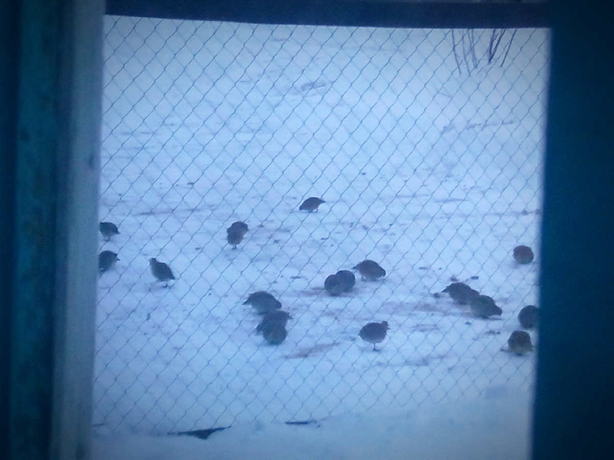 Куропатки под окнами пасутся