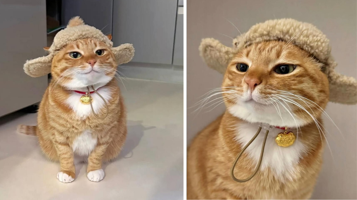 К прогулке - готов!