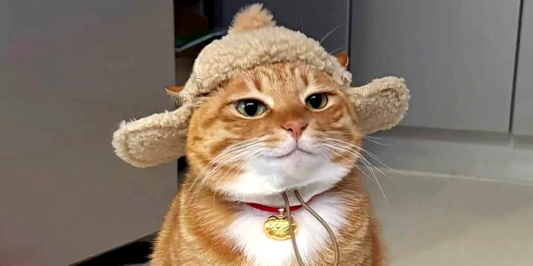 Русский кот взрыл сугроб, как ледокол и прославился на весь мир: что стоит знать, если кошки гуляют зимой