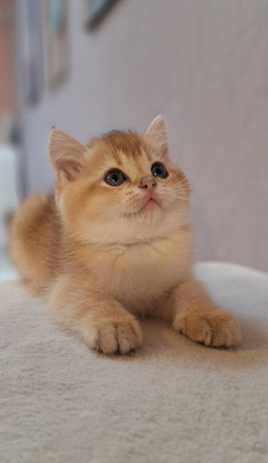 Скоттиш-страйт