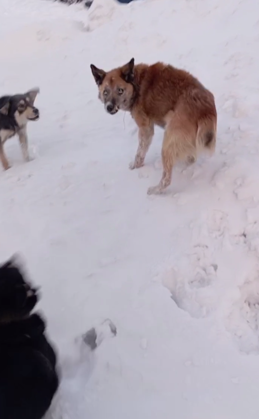 Это и есть тот самый старичок