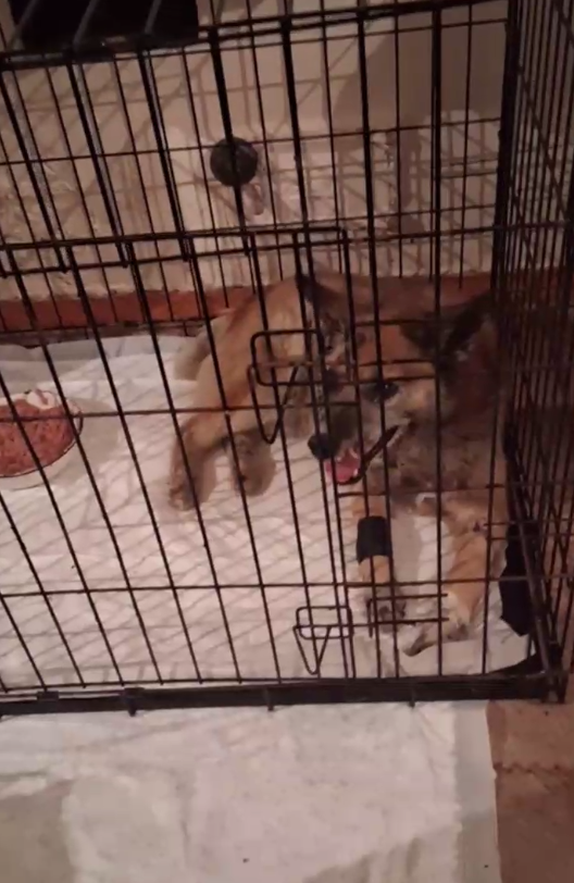 У Фокса есть аппетит, глаза повеселели