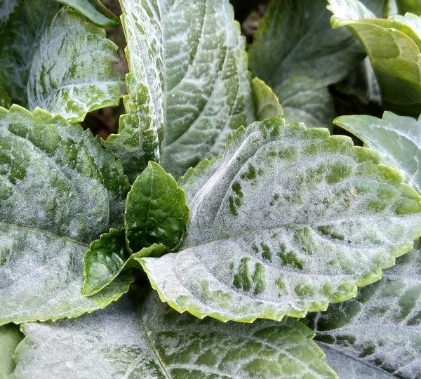 Чем болеют гортензии: 4 распространённые болезни и способы их лечения