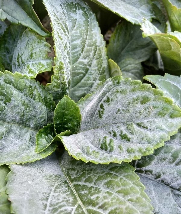 Гортензия, поражённая мучнистой росой