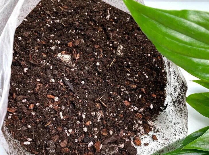 Лучшая почва для спатифиллума (как приготовить её самостоятельно)