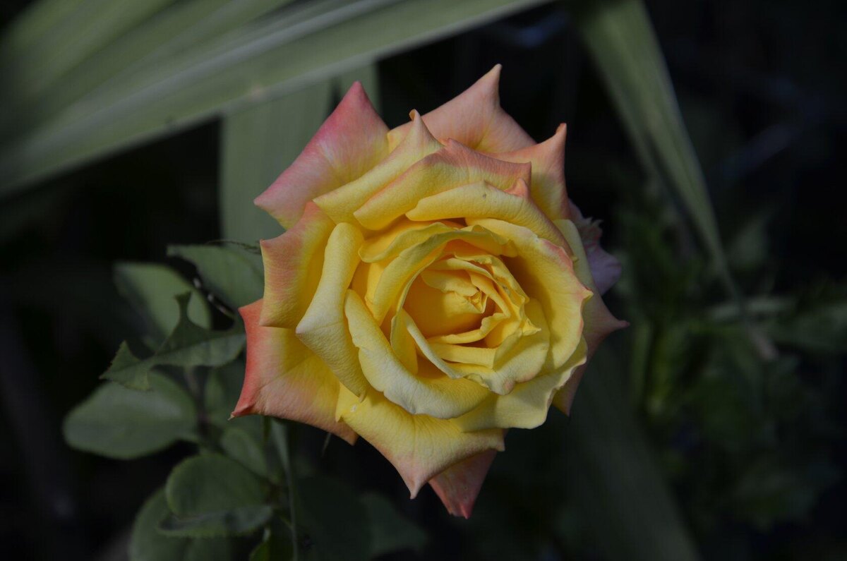 Роза Мохана