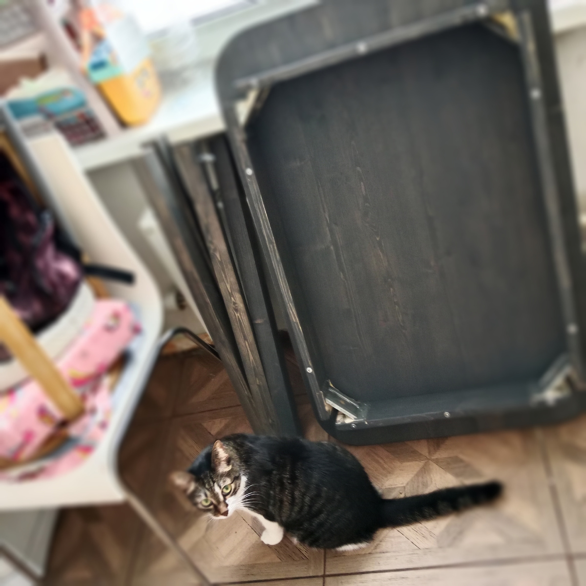 Цвет стола под кота, судя по взгляду просит побыстрее собрать чтобы на нем лежать... 